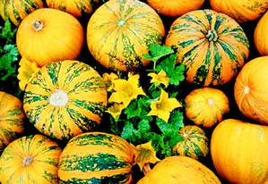 美食：秋天吃南瓜的重要理由(图)